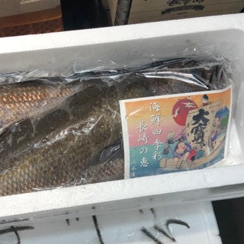 上クロムツ 長崎産 他 1尾1-1.5キロサイズ 黒ムツ【上クロムツ1-1.5K】豊洲市場 冷蔵