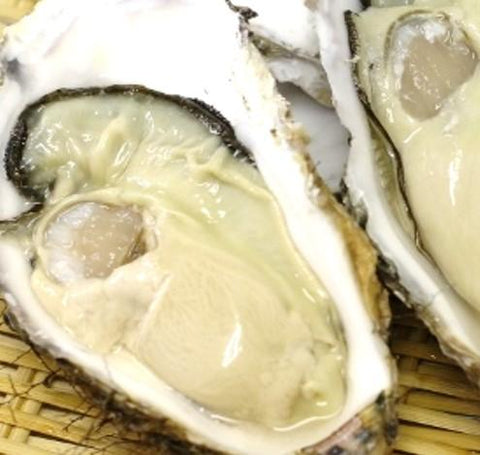 生 殻付きカキ 真牡蠣 三陸産 特大サイズ20個入り（1個/200~250g） 豊洲直送【三陸牡蠣20ｘ20個】 冷蔵