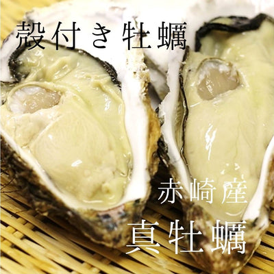 生 殻付きカキ 真牡蠣 三陸産 特大サイズ（1個/200~250g） 豊洲直送【三陸牡蠣20】 冷蔵
