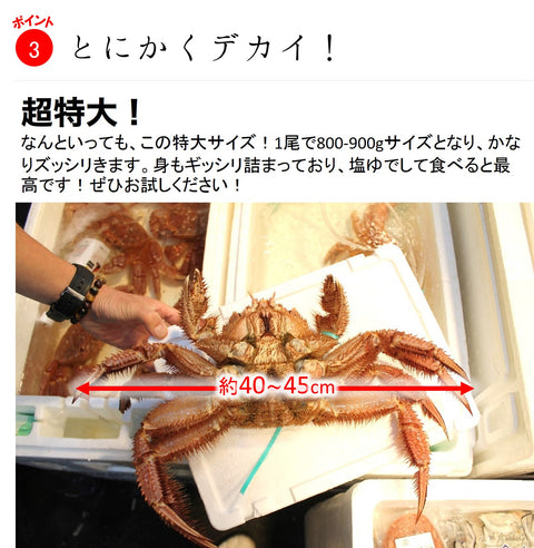 特大活毛ガニ 最高級品 北海道産 約800-900g(1杯)［豊洲直送］贈答 グルメ 鮮魚 毛蟹【活毛ガニ800-900g】 冷蔵
