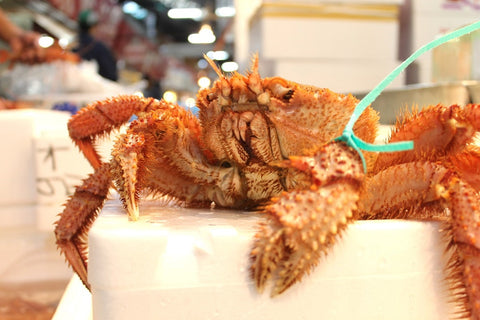 特大活毛ガニ 最高級品 北海道産 約800-900g(1杯)［豊洲直送］贈答 グルメ 鮮魚 毛蟹【活毛ガニ800-900g】 冷蔵