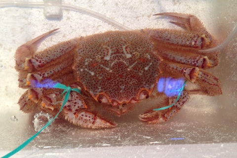 特大活毛ガニ 最高級品 北海道産 約800-900g(1杯)［豊洲直送］贈答 グルメ 鮮魚 毛蟹【活毛ガニ800-900g】 冷蔵