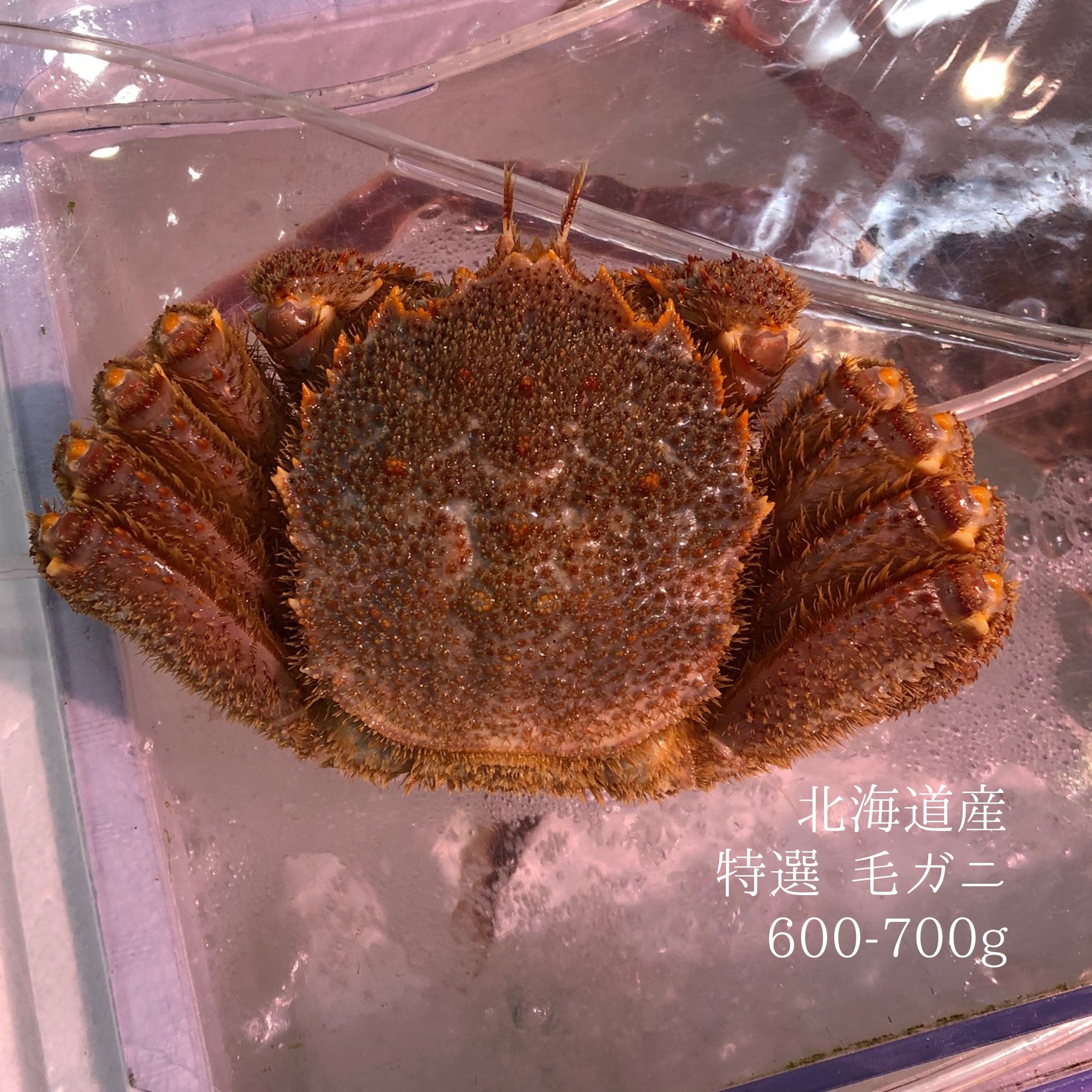 活 毛ガニ 特選品 北海道産 約600-700g(1杯)［豊洲直送］贈答 グルメ 鮮魚 毛蟹【活毛ガニ600-700g】 冷蔵