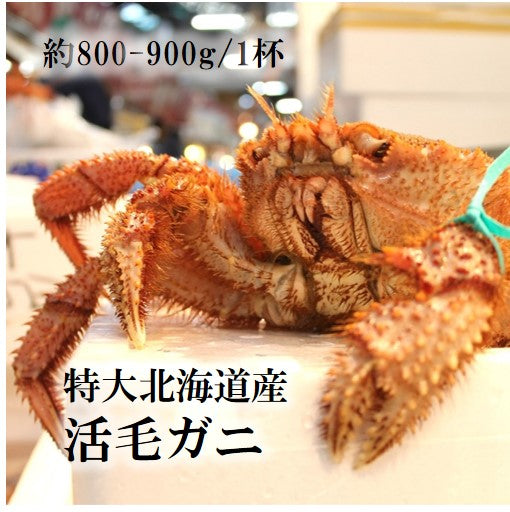 特大活毛ガニ 最高級品 北海道産 約800-900g(1杯)［豊洲直送］贈答 グルメ 鮮魚 毛蟹【活毛ガニ800-900g】 冷蔵