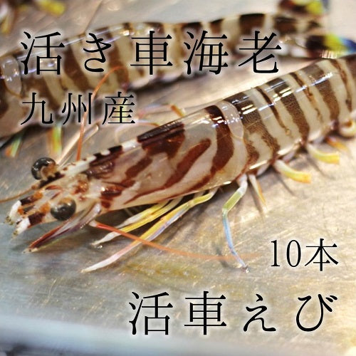 活け 高級車海老 生 九州産 他 10尾（小～特大サイズ）豊洲直送 車エビ 車えび クルマエビ【活車エビ10尾】 冷蔵