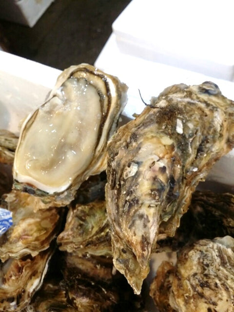 真牡蠣 殻付き牡蠣 生食用カキ 三陸産 大サイズ 12個 豊洲直送 かき［豊洲直送］【三陸牡蠣３０ｘ１２個】 冷蔵