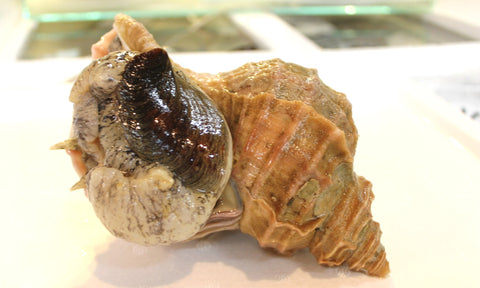 活けの殻付き真ツブ貝 北海道産 大サイズ 約250-300g/個 豊洲直送 高級貝類 つぶ貝 粒貝 【ツブガイ250-300g】 冷蔵