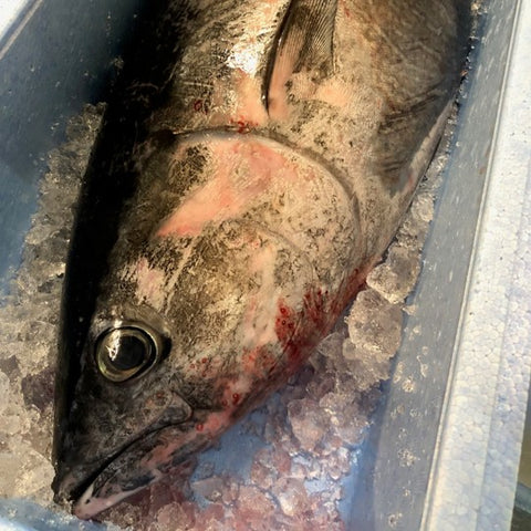 特選 メジマグロ 富山県氷見・山口県産 他 （1尾10キロ前後の魚体） 【メジマグロ】冷蔵 豊洲直送