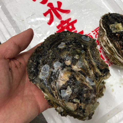岩牡蠣 三重 伊勢 （大サイズ） 生食 3個入 殻付き 岩かき 1個350-500g 豊洲直送【三重岩牡蠣10入ｘ3個】冷蔵