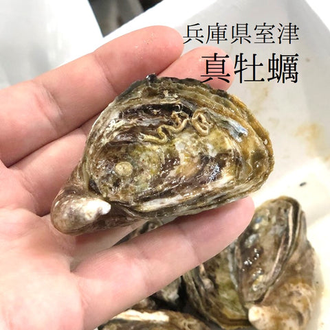 真牡蠣 殻付き牡蠣 兵庫県 室津産 豊洲直送 10個入り 小サイズ(約60g/1個)生食用カキ 実入り良し！味良し！コスパ良し！【室津牡蠣60gx10個】 冷蔵