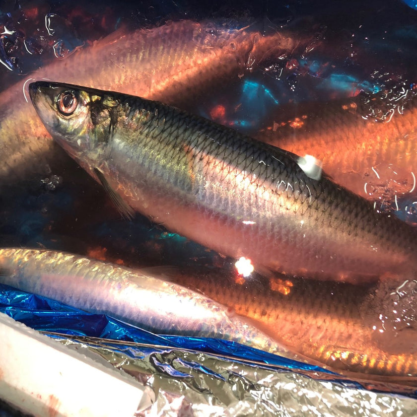 生ニシン 1kg 北海道産 冷蔵 鮮魚 | 豊洲Okawari鮮魚店