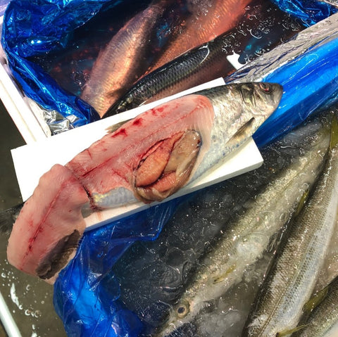 生 ニシン 鰊 北海道産 大サイズ 1kg 鮮魚【ニシン１K】冷蔵 豊洲直送