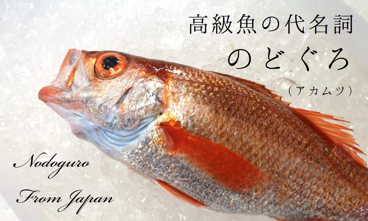 生 のどぐろ 喉黒 赤むつ 特大サイズ （豊洲直送）特大約700-800g 日本海産（鳥取・山口・島根他）アカムツ ギフト 鮮魚 刺身 ノドグロ【生のどぐろ700-800g】 冷蔵