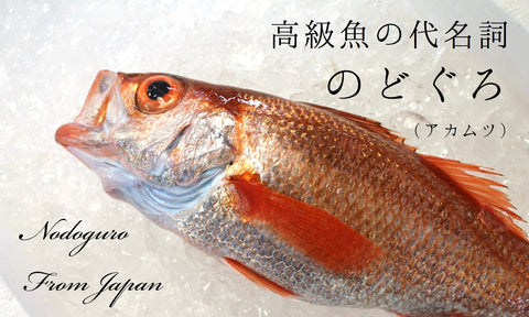 生 のどぐろ 喉黒 赤むつ 大サイズ （豊洲直送）約500-600g 日本海産（鳥取・山口・島根他）アカムツ ギフト お中元 鮮魚 刺身 ノドグロ【生のどぐろ500-600g】 冷蔵