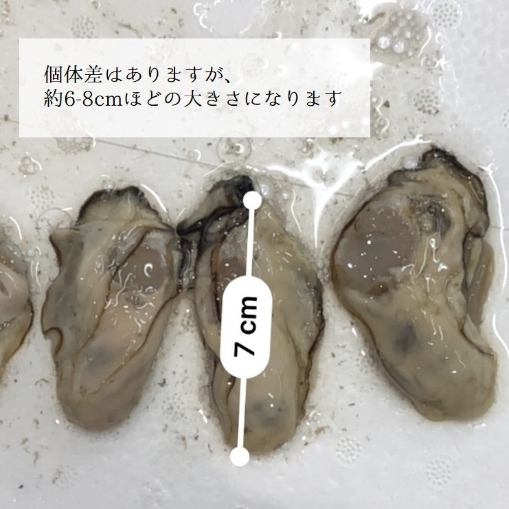 生牡蠣 加熱用 落とし牡蠣 ムキ牡蠣 三陸産 小サイズ 500g 【加熱用牡蠣500g（小）】