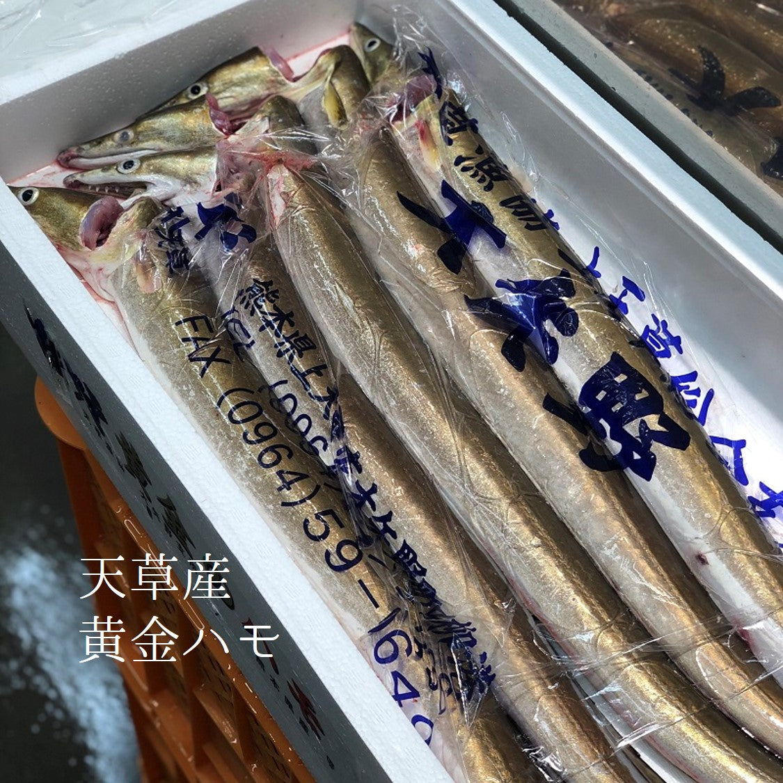 黄金ハモ 天草 熊本 1尾800〜900g 【黄金鱧800/900g×1尾】冷蔵