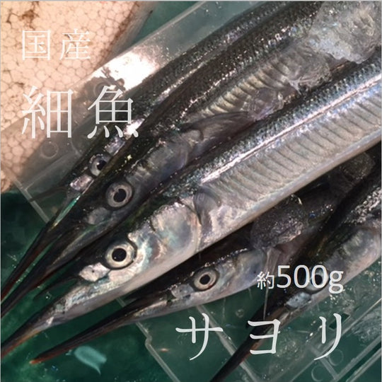 サヨリ 特選 国産（茨城・竹岡他）豊洲直送 500g（5-8本）細魚 刺身【サヨリ500g】 冷蔵