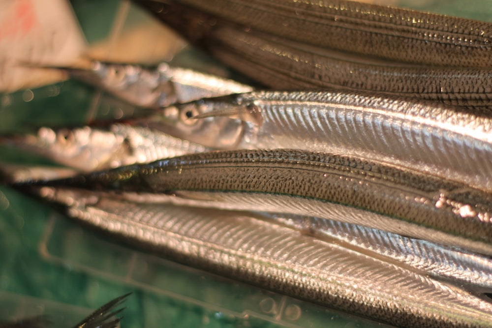 サヨリ 特選 閂 カンヌキ 国産（茨城・竹岡他）豊洲直送 500g 細魚 刺身【サヨリ500g】 冷蔵