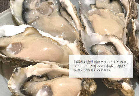 仙鳳趾産 殻付き牡蠣 生食用 中サイズ10個（1個約150-200g）豊洲直送 北海道産 カキ かき【仙鳳趾牡蠣140gx10個】 冷蔵