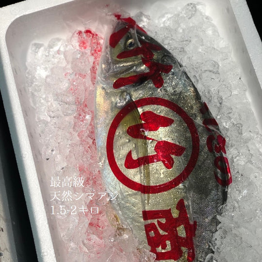 天然シマアジ しまあじ 最高級 1尾1.5-2kg 高知 他【天然縞鯵1.5-2キロ】冷蔵