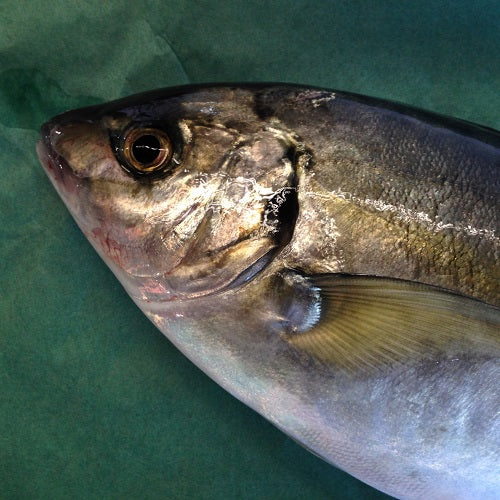 鮮魚通販[豊洲 Okawari 鮮魚店]縞鯵 シマアジ 養殖 約1-1.5kg 熊本産他【シマアジ1-1.5kg】 冷蔵 – 豊洲おかわり鮮魚店