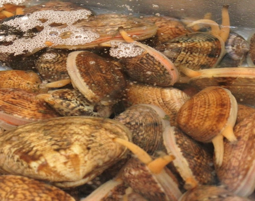 天然活スダレ貝 愛知県産など 1kg 冷蔵 | 豊洲Okawari鮮魚店