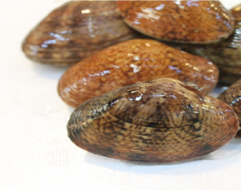天然すだれ貝 活 愛知産他 スダレ貝 約1kg［豊洲直送］希少性の高い貝【スダレ貝１K】 冷蔵