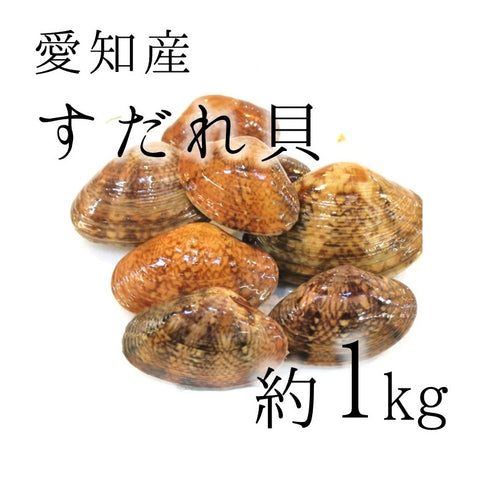 天然すだれ貝 活 愛知産他 スダレ貝 約1kg［豊洲直送］希少性の高い貝【スダレ貝１K】 冷蔵