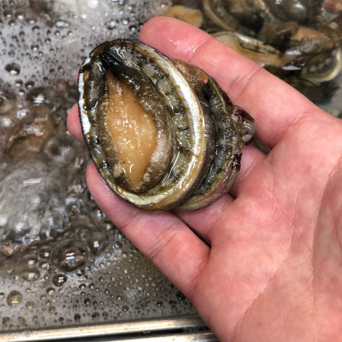生 天然トコブシ 千葉・愛知 他　中～小サイズ 計500g（1個20-50g前後）【とこぶし小0.5K】冷蔵