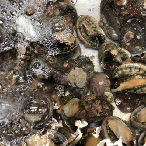生 天然トコブシ 千葉・愛知 他　中～小サイズ 計500g（1個20-50g前後）【とこぶし小0.5K】冷蔵