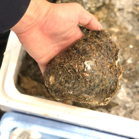 特大岩牡蠣 天然 徳島産 1個約300-500g 計4個【徳島産特大岩牡蠣x4個】冷蔵 豊洲直送