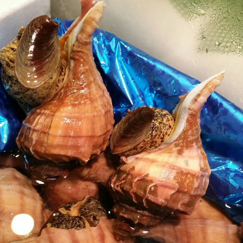 活けの殻付き真ツブ貝 北海道産 大サイズ 約250-300g/個 豊洲直送 高級貝類 つぶ貝 粒貝 【ツブガイ250-300g】 冷蔵