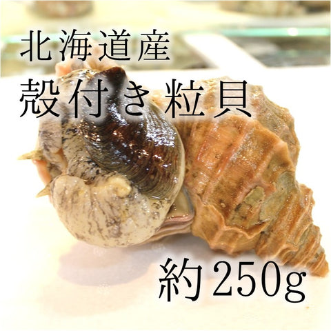 活けの殻付き真ツブ貝 北海道産 大サイズ 約250-300g/個 豊洲直送 高級貝類 つぶ貝 粒貝 【ツブガイ250-300g】 冷蔵