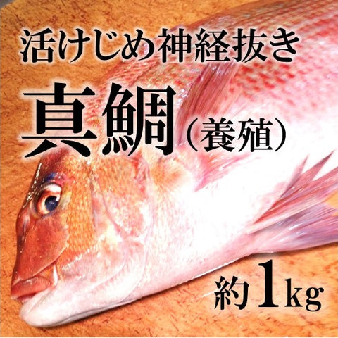 活〆真鯛 愛媛産 養殖 約1-1.5kg（豊洲直送）鮮魚 生 活締め【ヨウダイ1-1.5K】 冷蔵